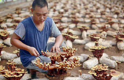 衡水市开发区景芝源灵芝种植专业合作社