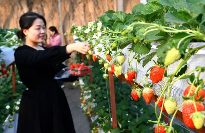 河北栾城立体无土栽培草莓采摘走起