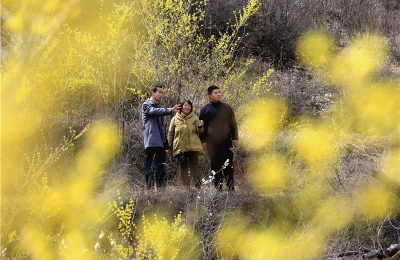 河北武安市：连翘种植助农增收