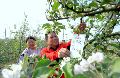 河北曲阳：水果产量跻身全国水果百强县