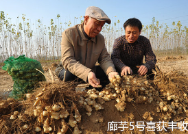 特色作物菊芋新品种选育及产品链的开发