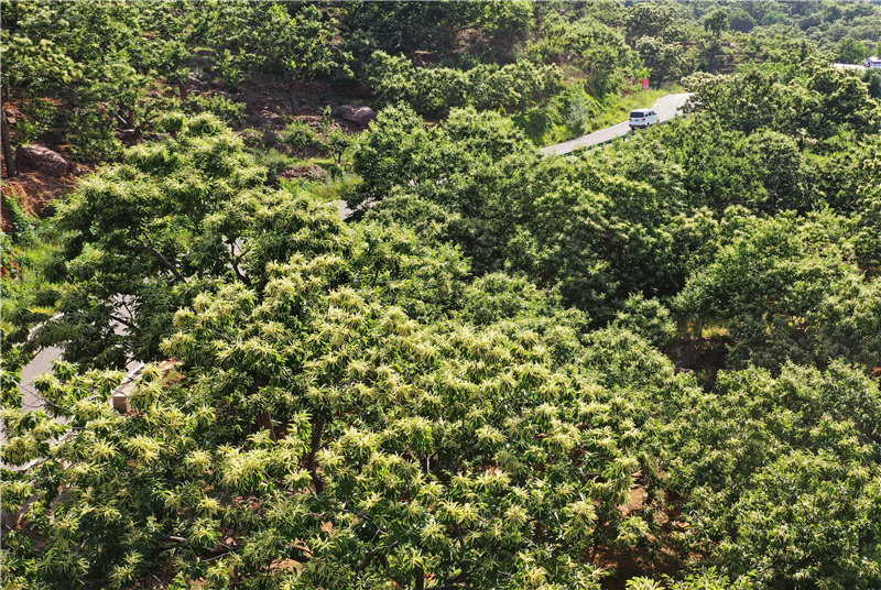 河北迁安：燕山脚下栗花香