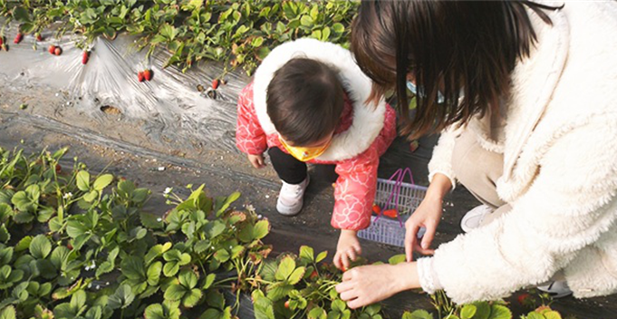 河北景县以“莓”为媒 特色产业助农增收