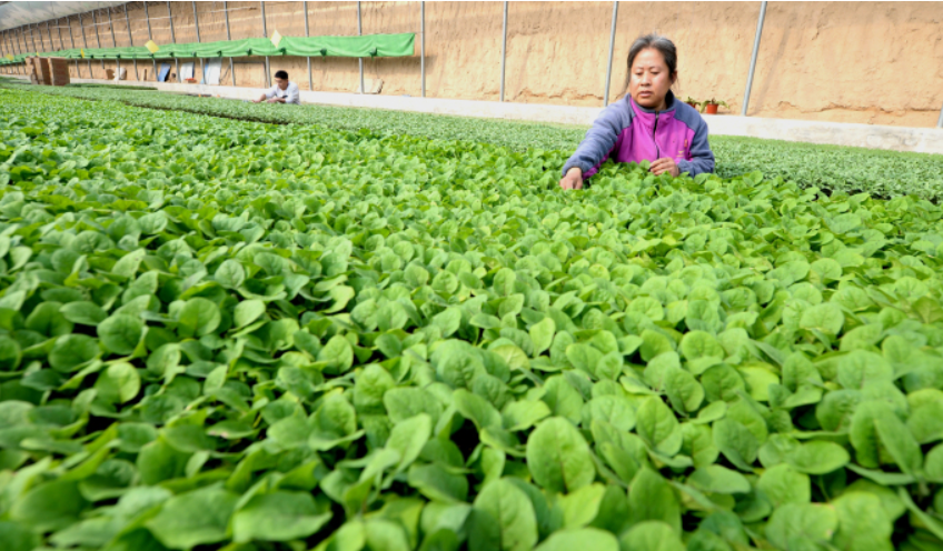 河北威县：设施蔬菜助推乡村产业兴旺